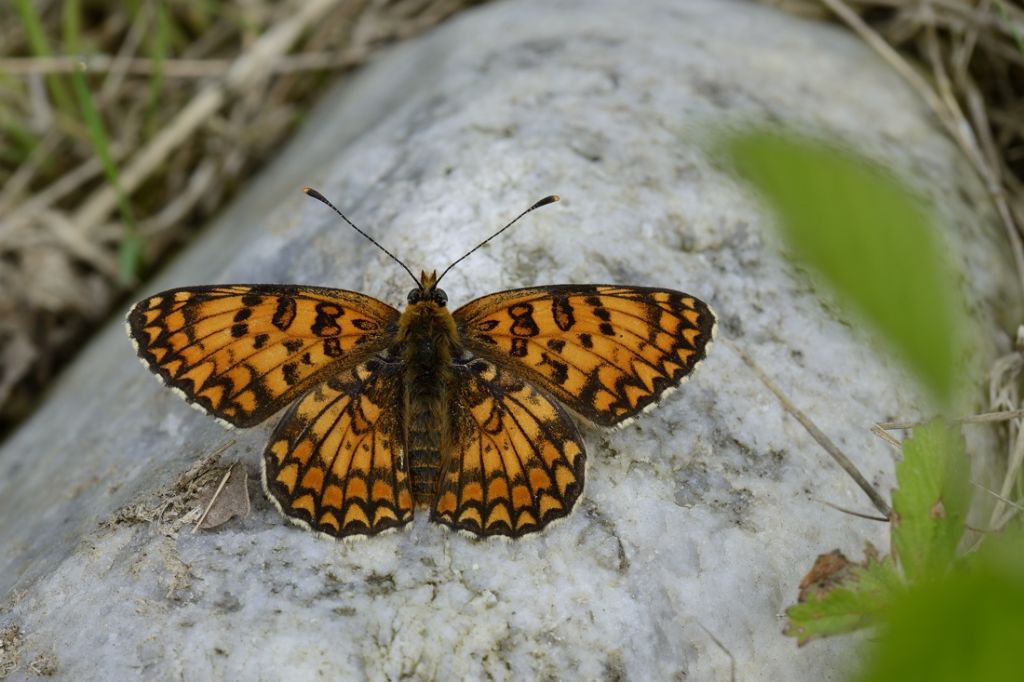 Melitaea phoebe